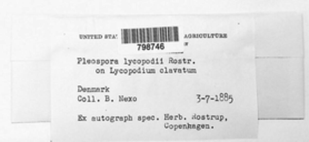 Pleospora lycopodii image